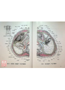 经穴断面解剖图解(腹盆部)